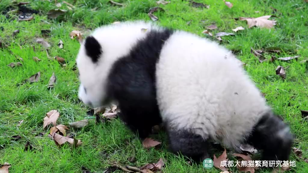 【每日一滚】如果大熊猫不管理好尾巴会发生什么?